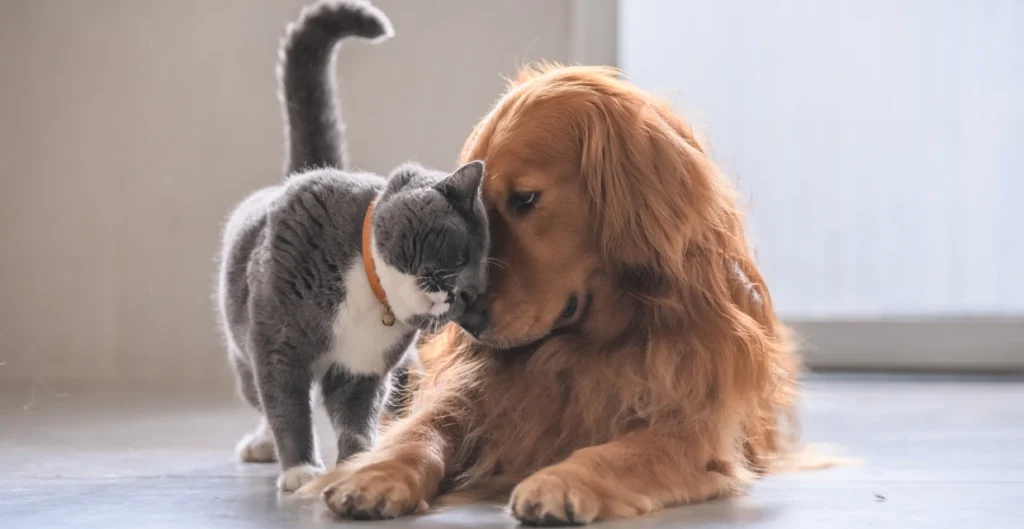senior pet care