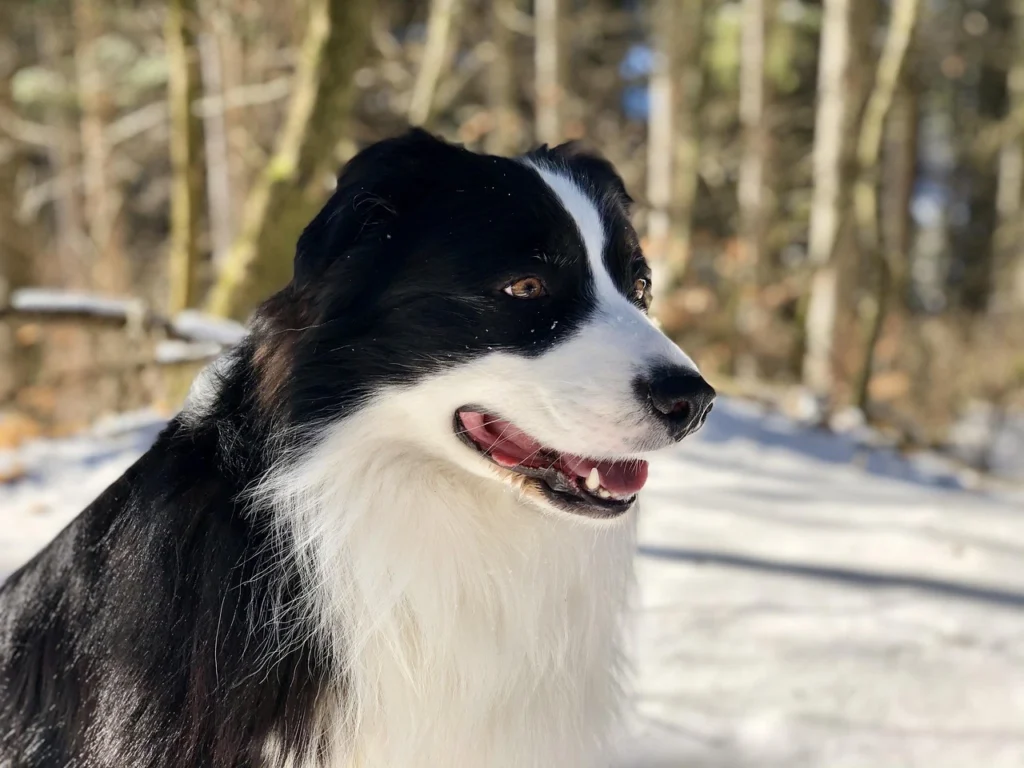 signs of aging in dogs