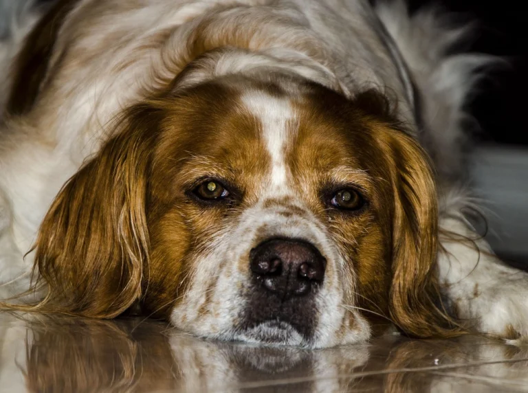 signs of aging in dogs