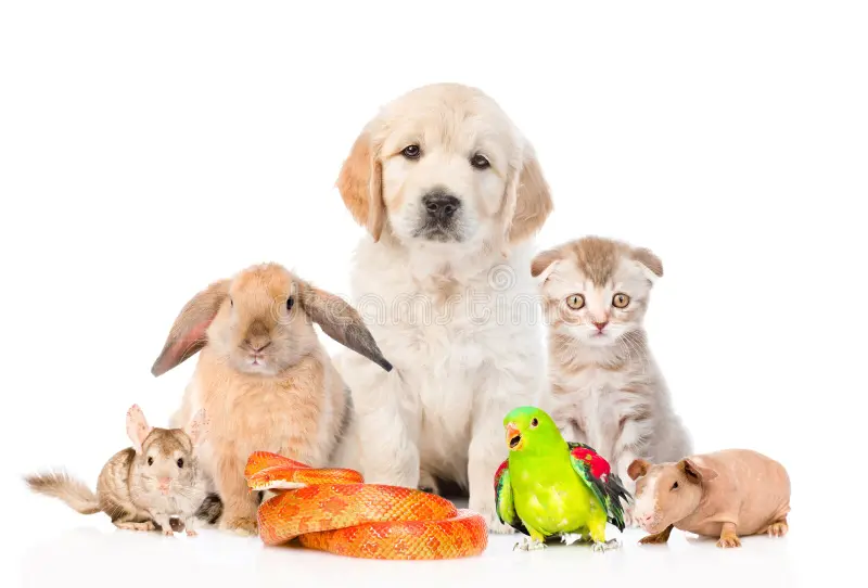 senior pet care