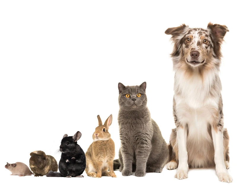 senior pet care