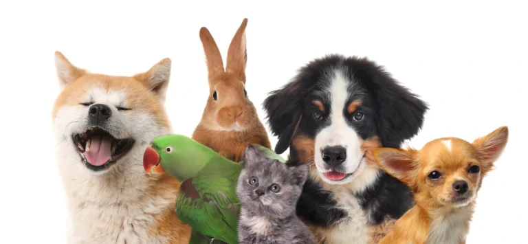 senior pet care