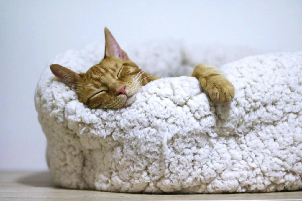 Signs of Dementia in Older Cats
