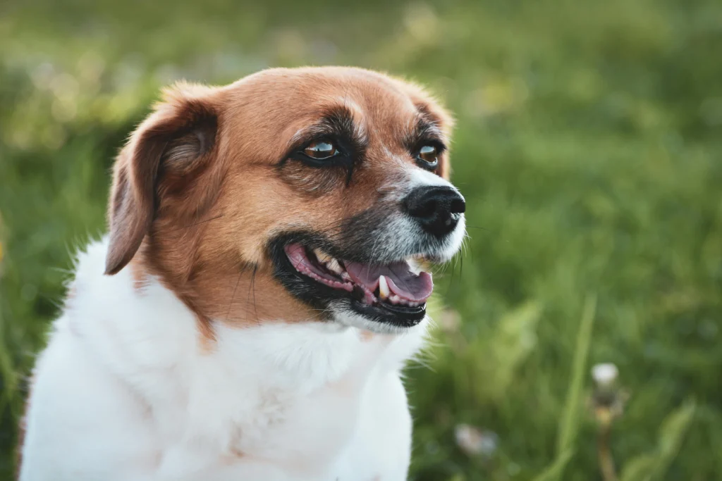 dental care for older dogs