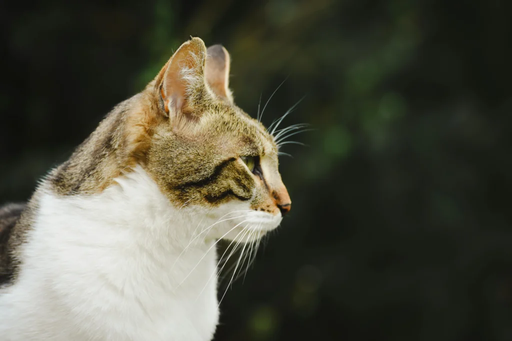 Dental Care for Older Cats
