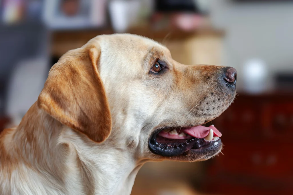 dental care for older dogs