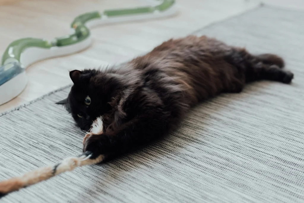Dental Care for Older Cats