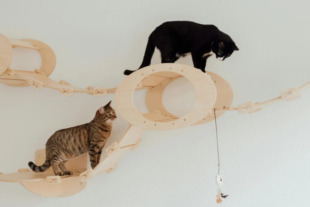 cat enrichment toys
