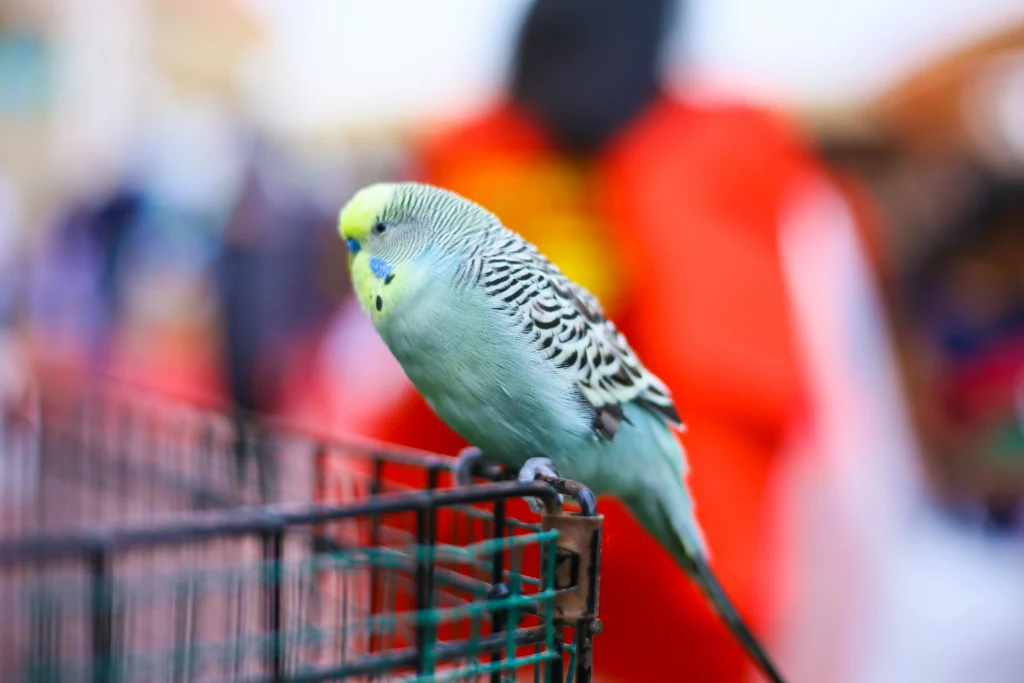 best bird food for budgies