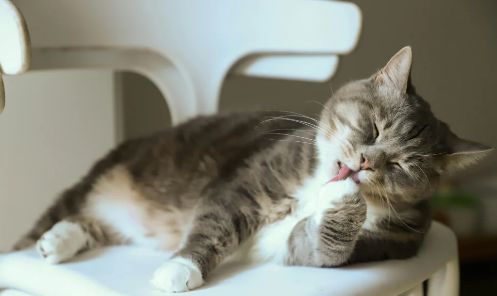 Best Diet for Older Cats