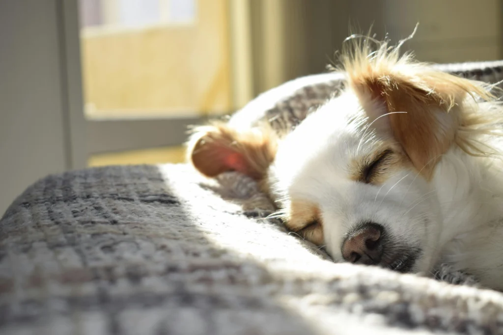 Signs of Dementia in Older Dogs