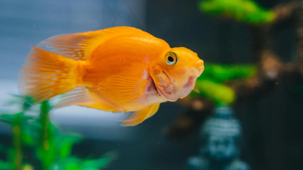 How To Take Care of Goldfish