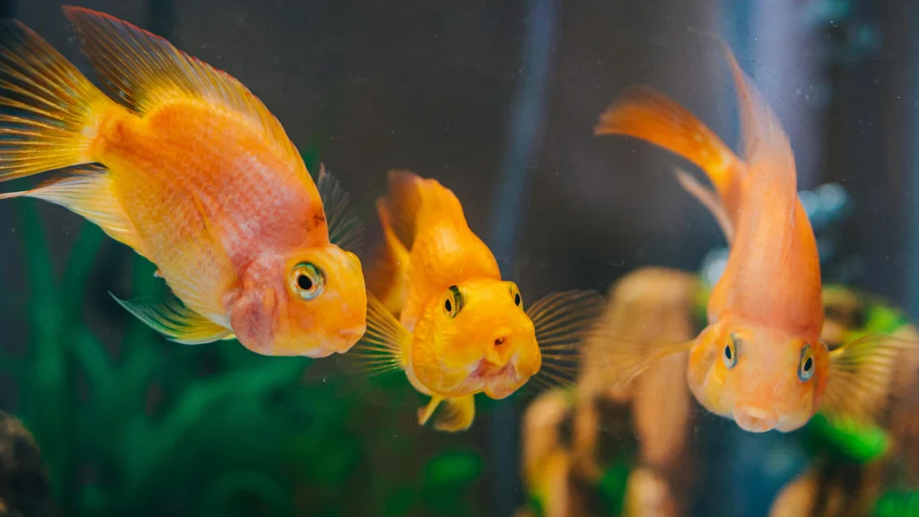 How To Take Care of Goldfish
