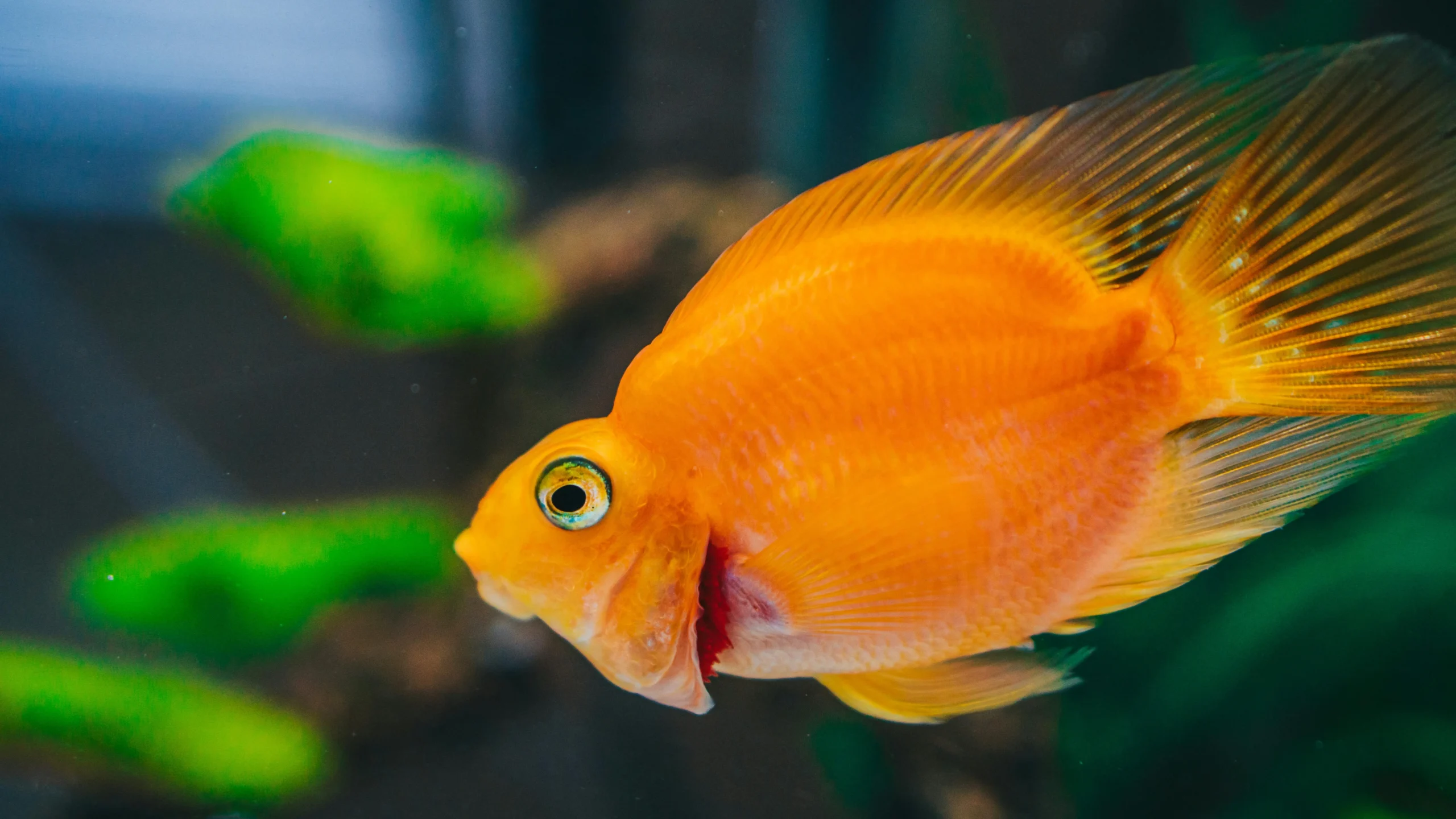 How To Take Care of Goldfish