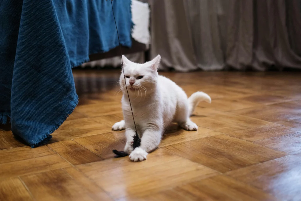 cat enrichment toys