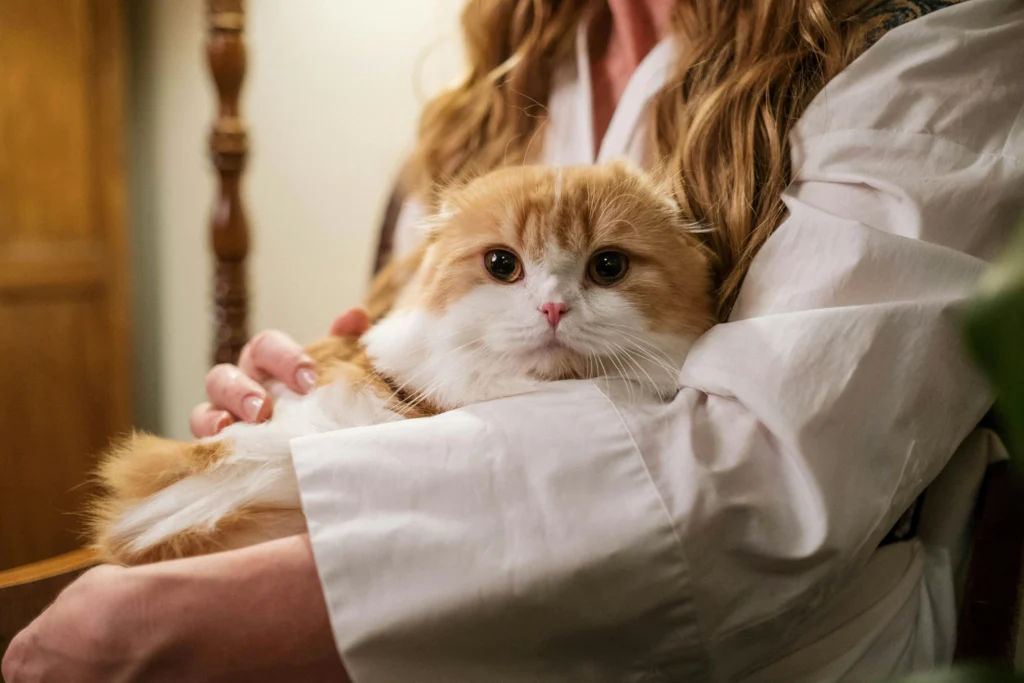 How to Care for an Aging Cat