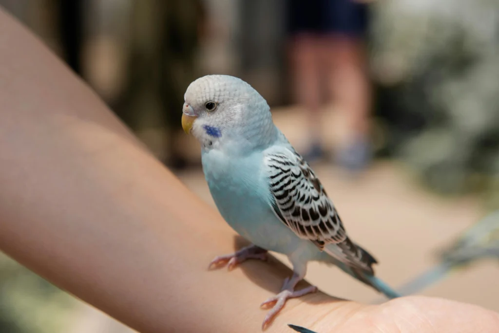 best bird food for budgies