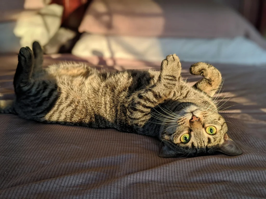 cat enrichment toys