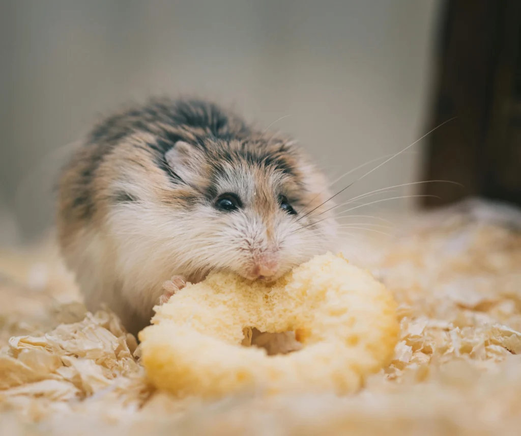How to Care for Your Hamster