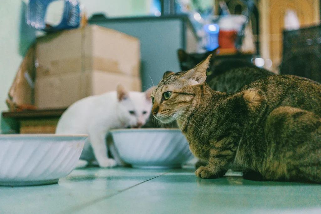 Best Diet for Older Cats