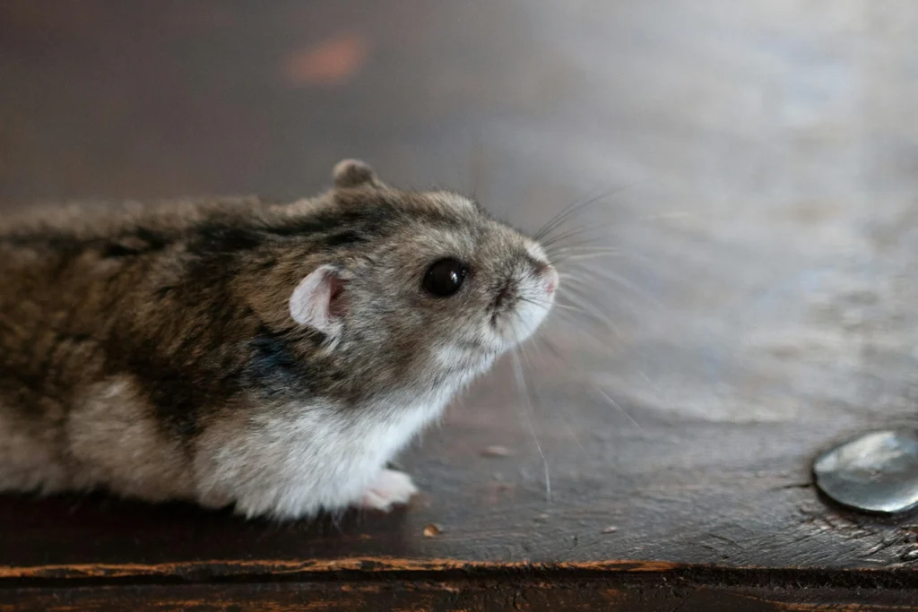 How to Care for Your Hamster