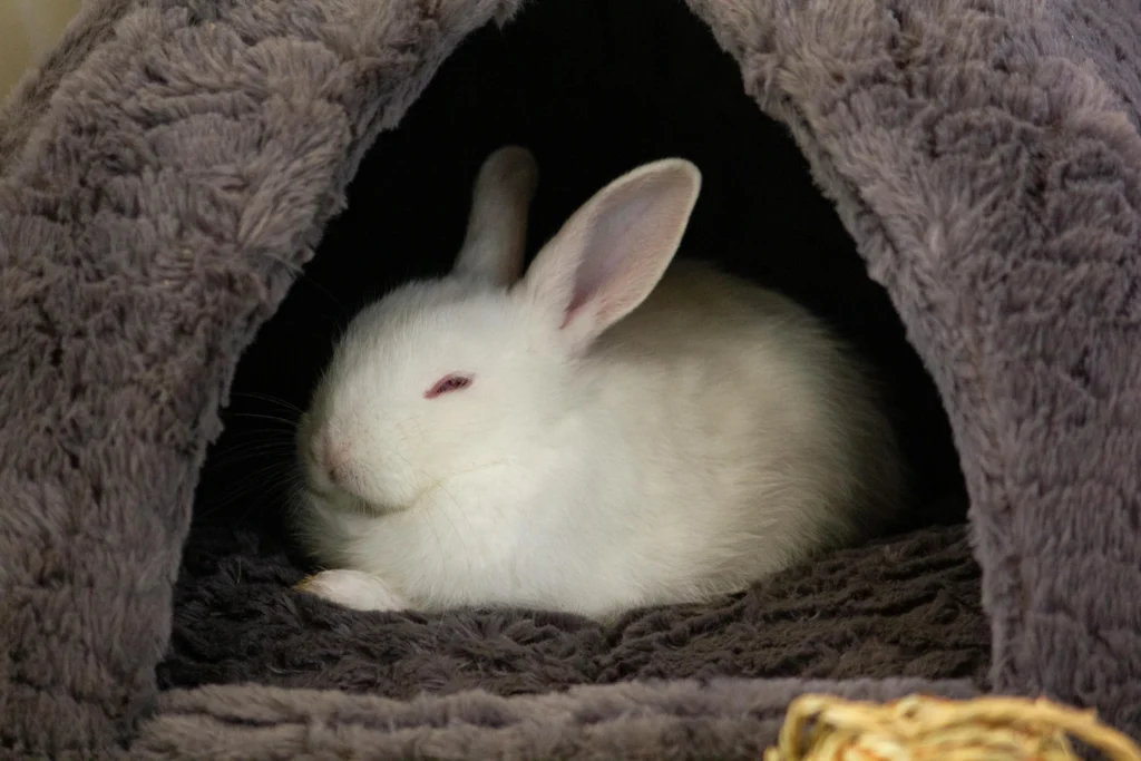 How To Care for a Pet Rabbit