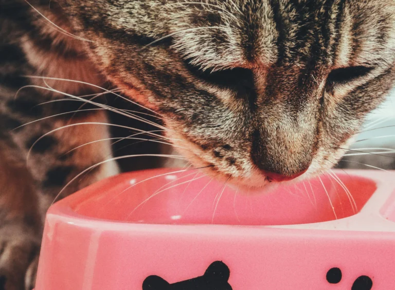 Best Diet for Older Cats