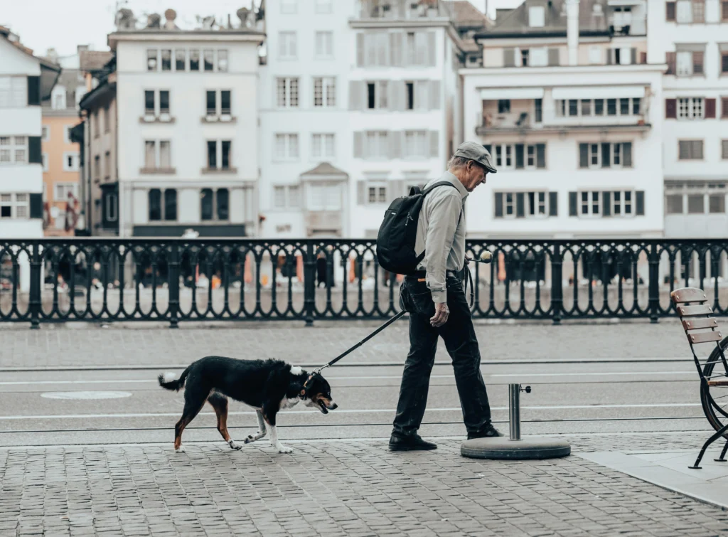 Senior Dog