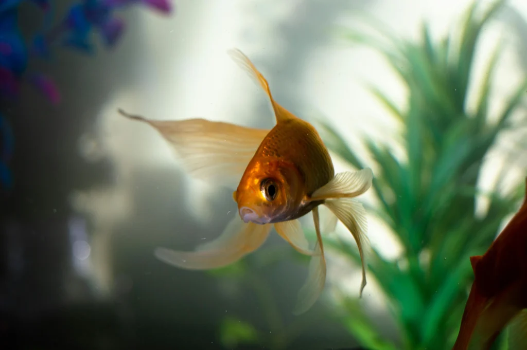 How To Take Care of Goldfish