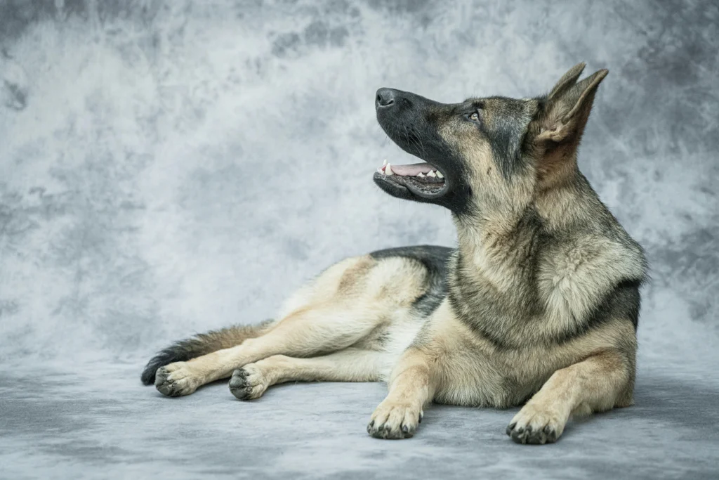 dental care for older dogs