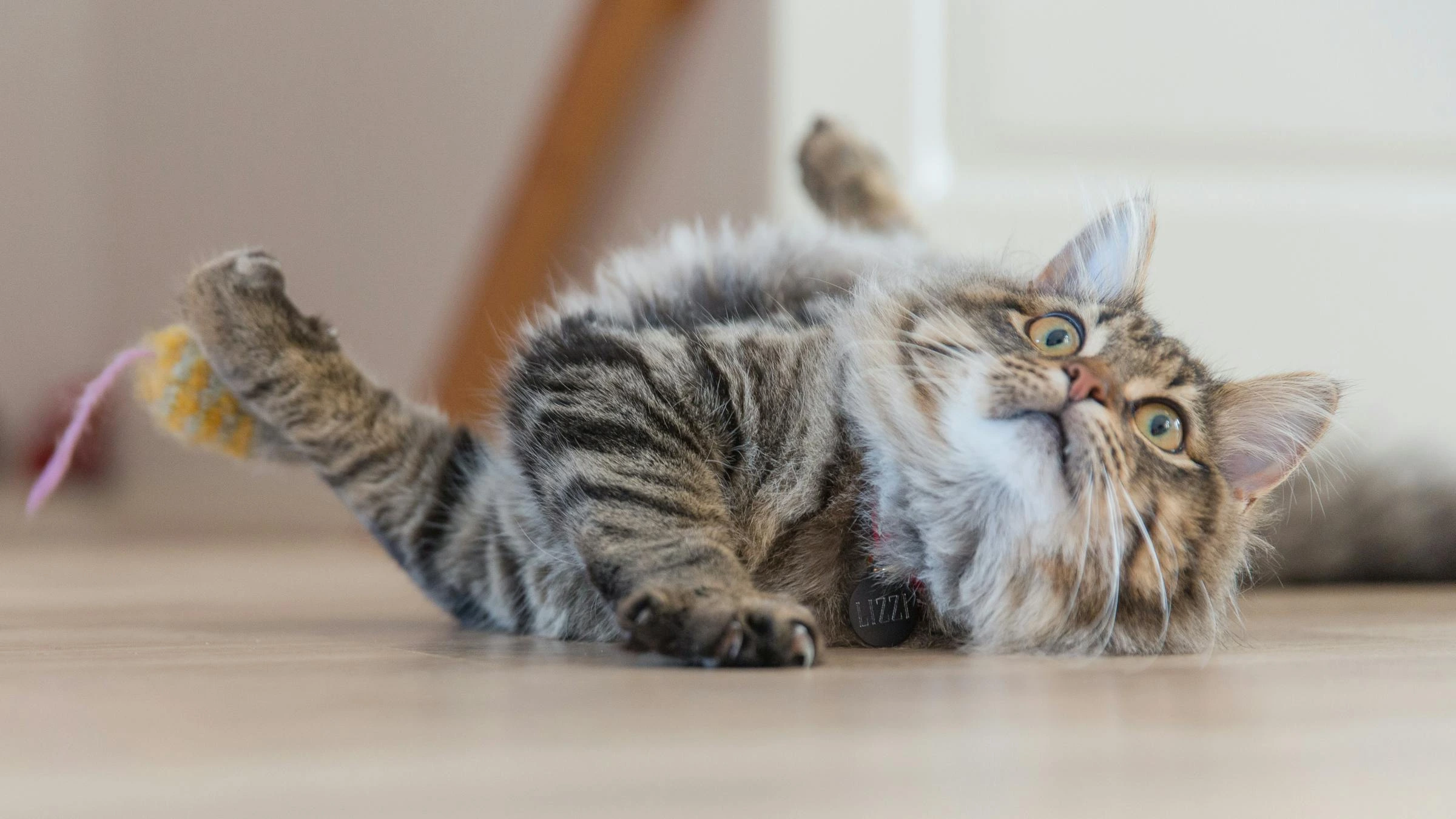 cat enrichment toys