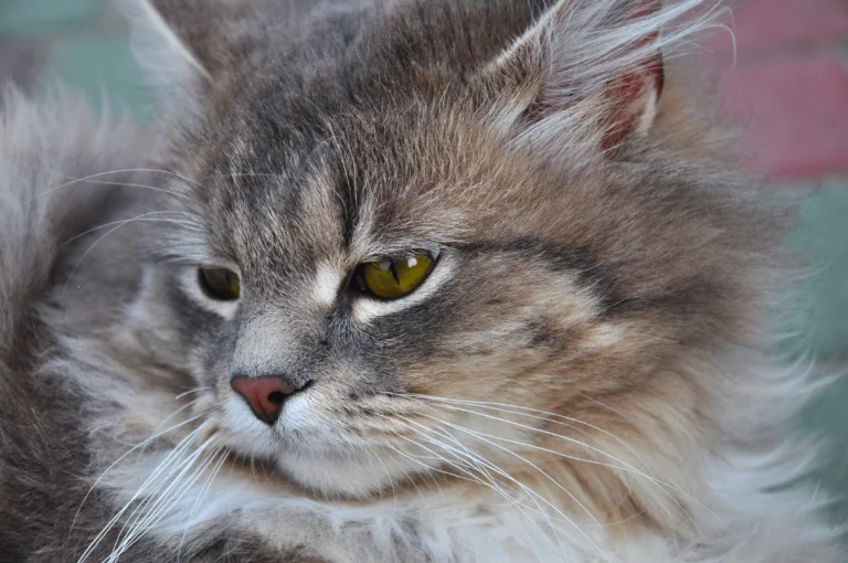signs of aging in cats