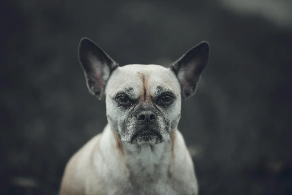 Signs of Dementia in Older Dogs