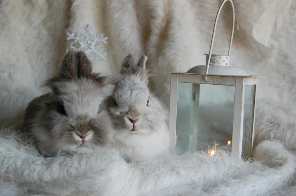 Rabbit Hutch