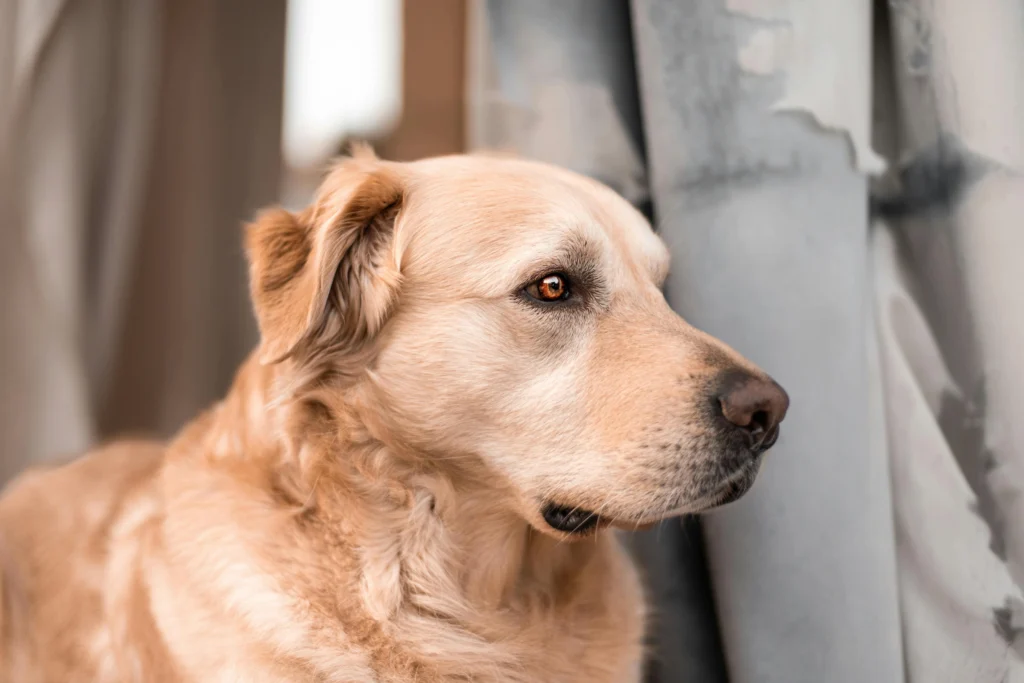 Signs of Dementia in Older Dogs