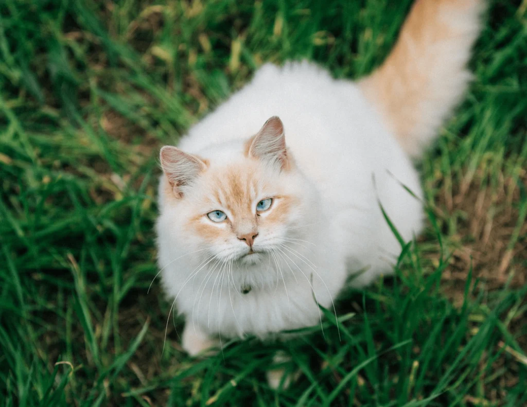 signs of aging in cats