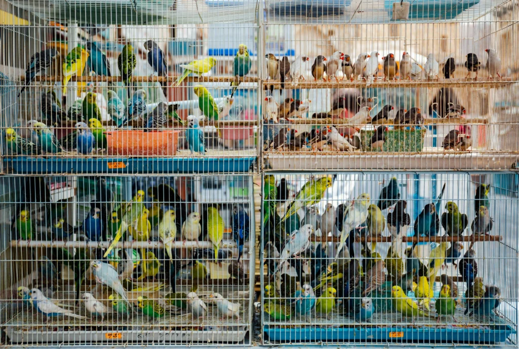 bird cages