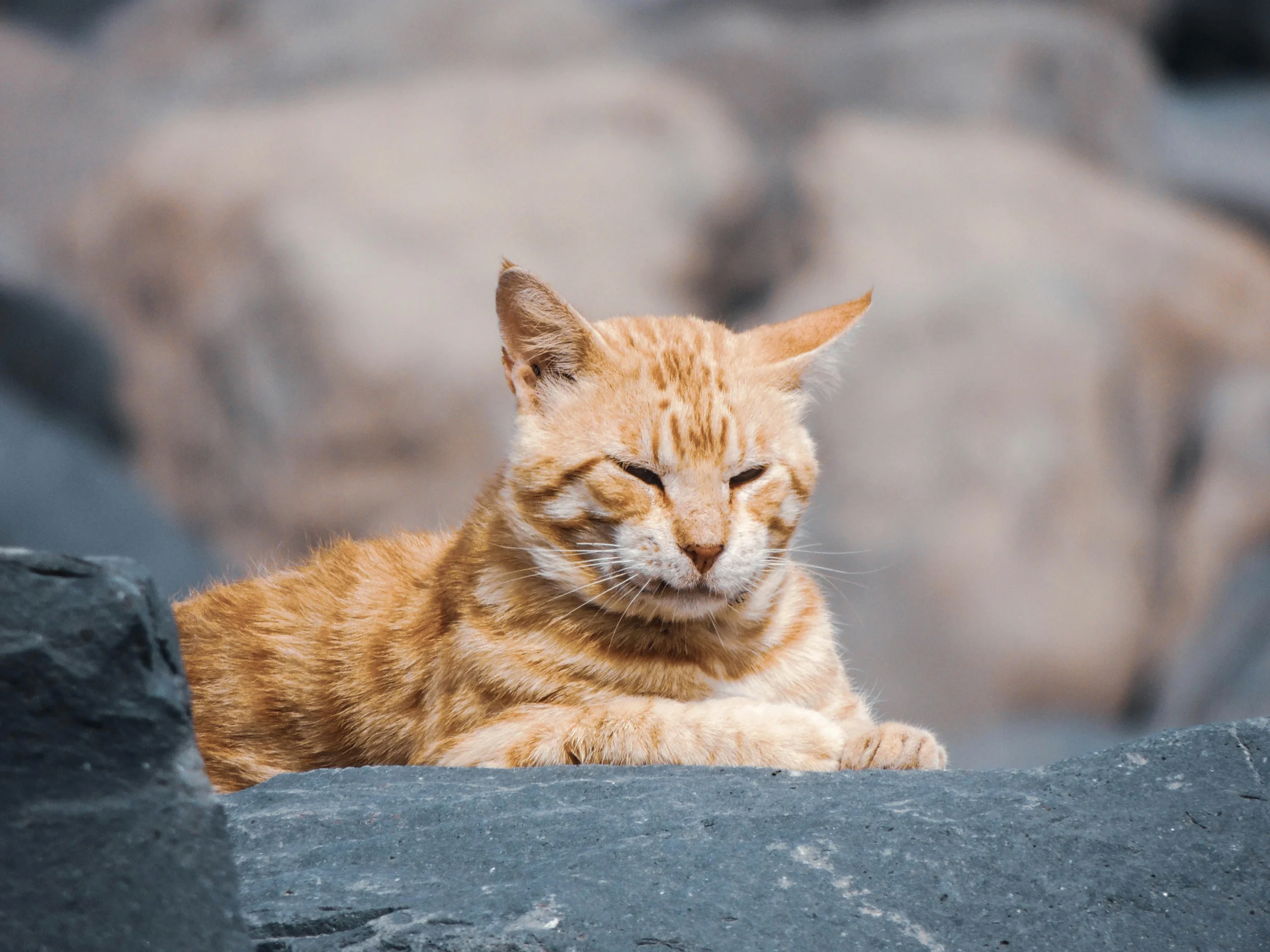 Signs of Dementia in Older Cats