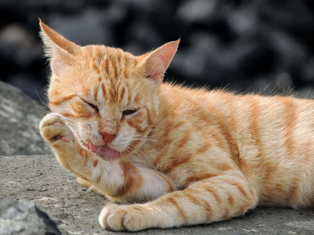 best wet food for senior cats