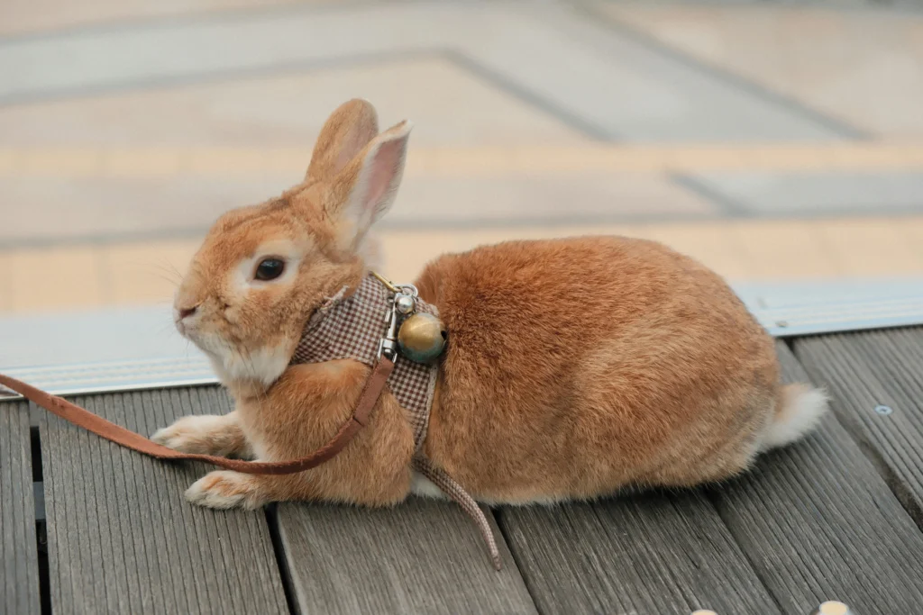 How To Care for a Pet Rabbit