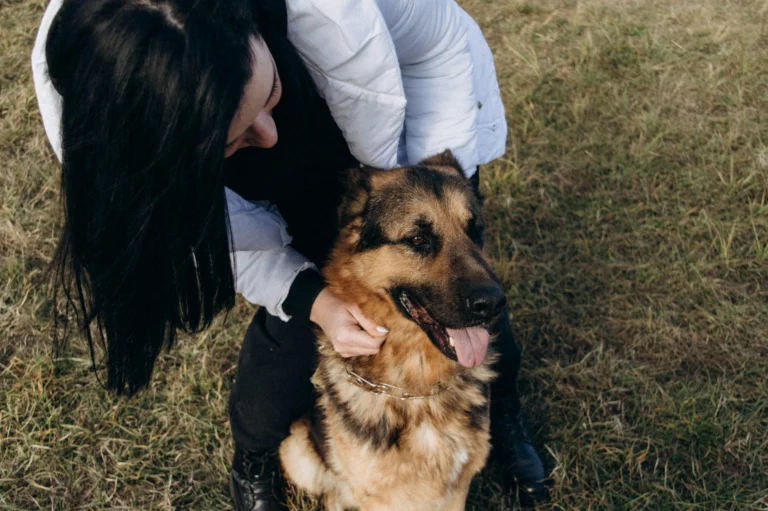 dental care for older dogs