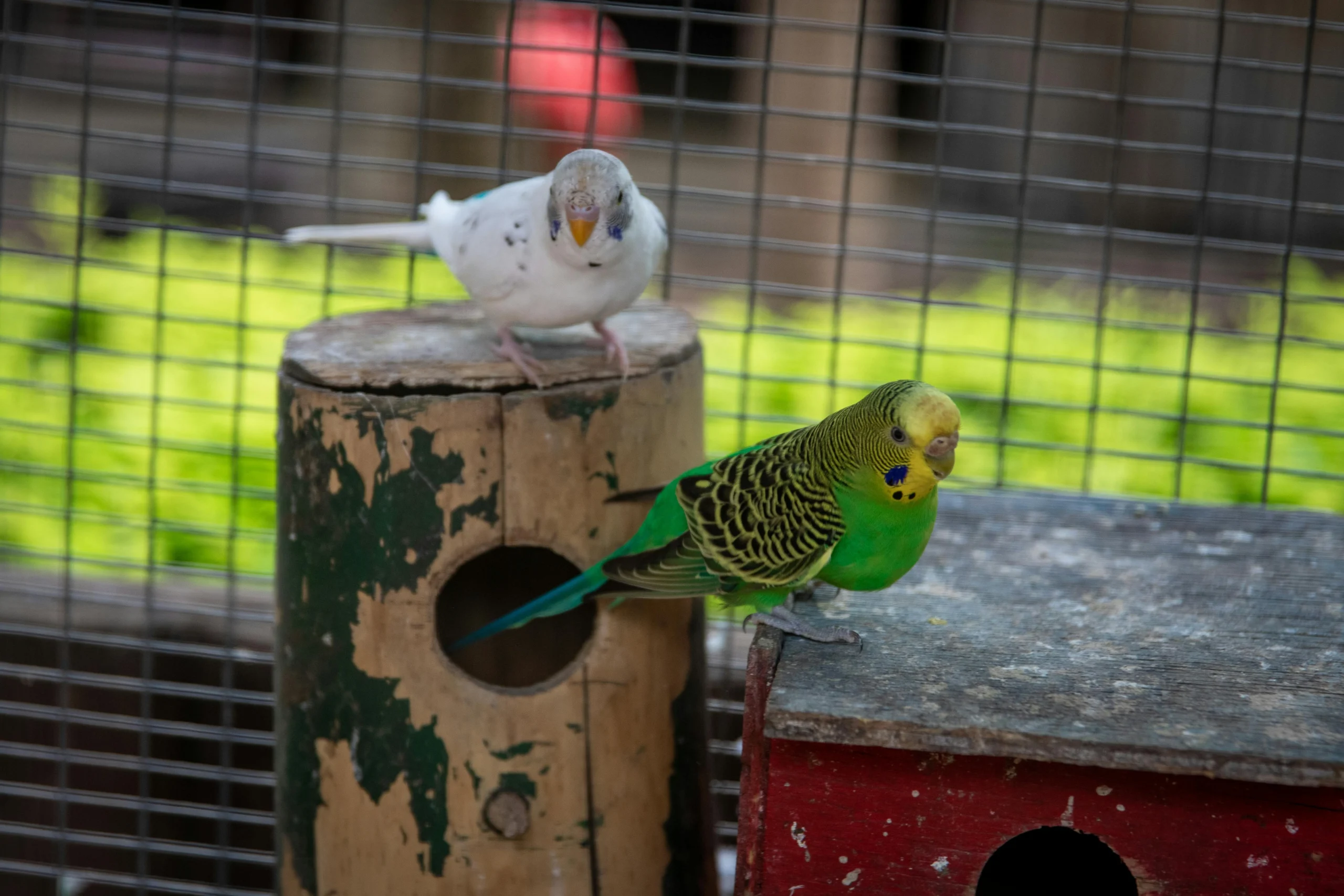 bird cages