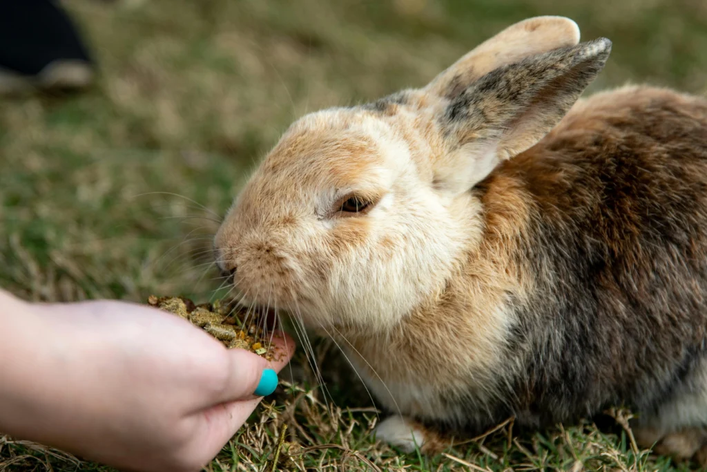 best food for older rabbits