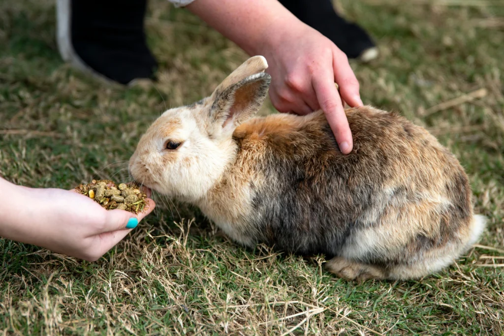 best food for older rabbits
