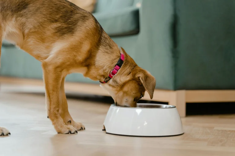Best dog food for sensitive stomachs