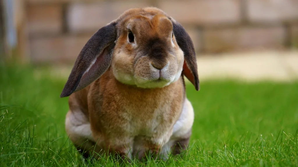 Rabbit Hutch