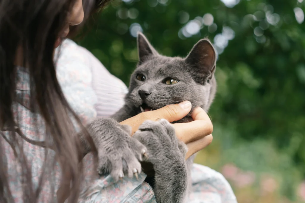 How to Care for an Aging Cat