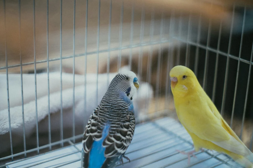 best bird food for budgies