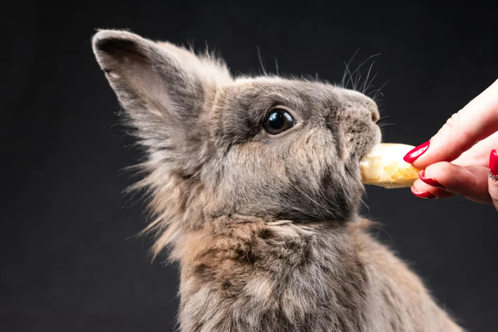 best food for older rabbits