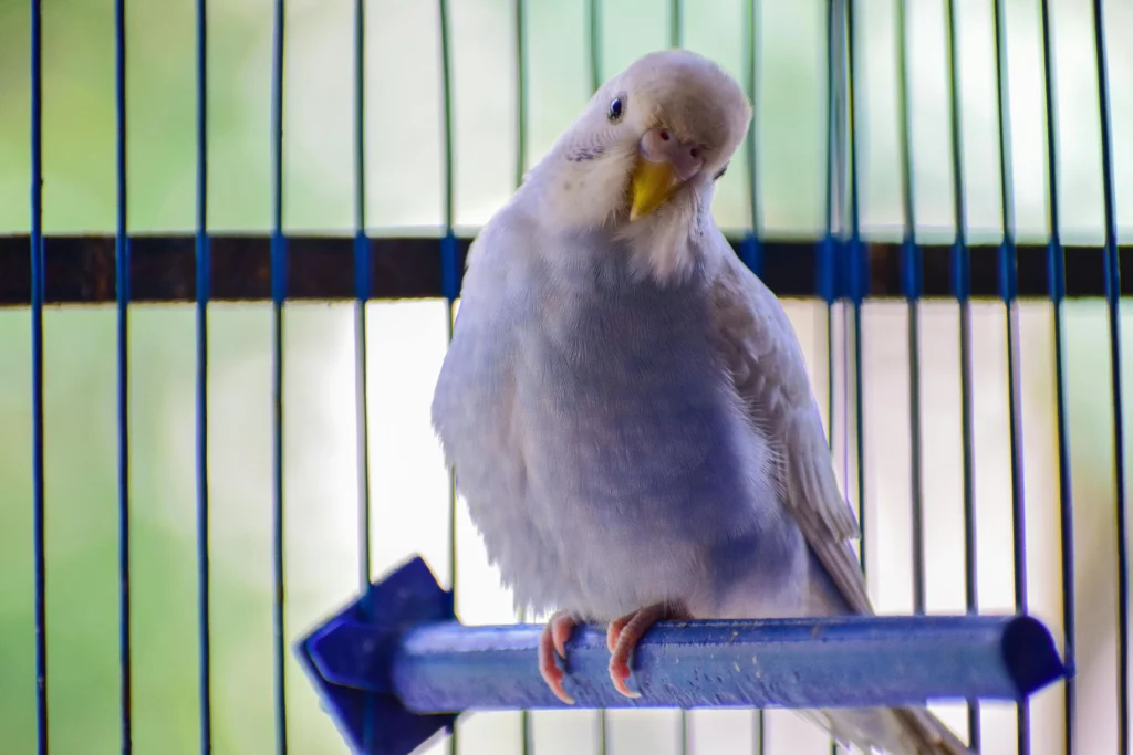 bird cages